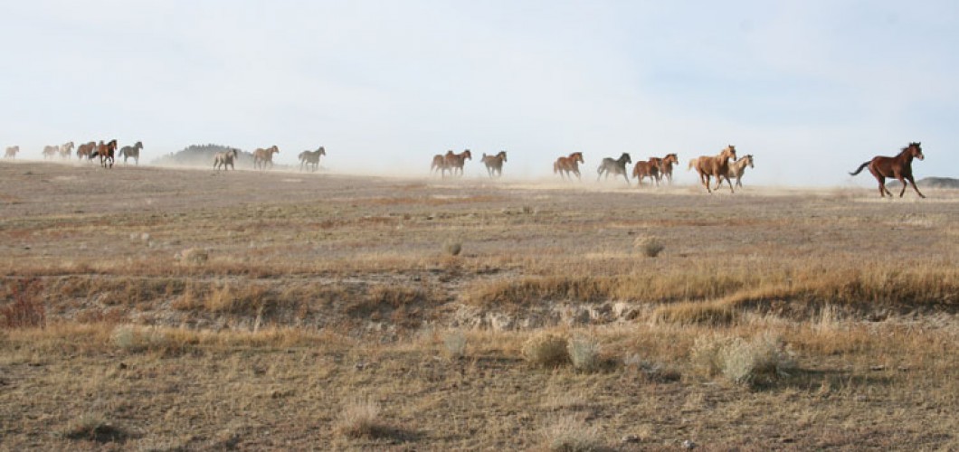Montana (05)